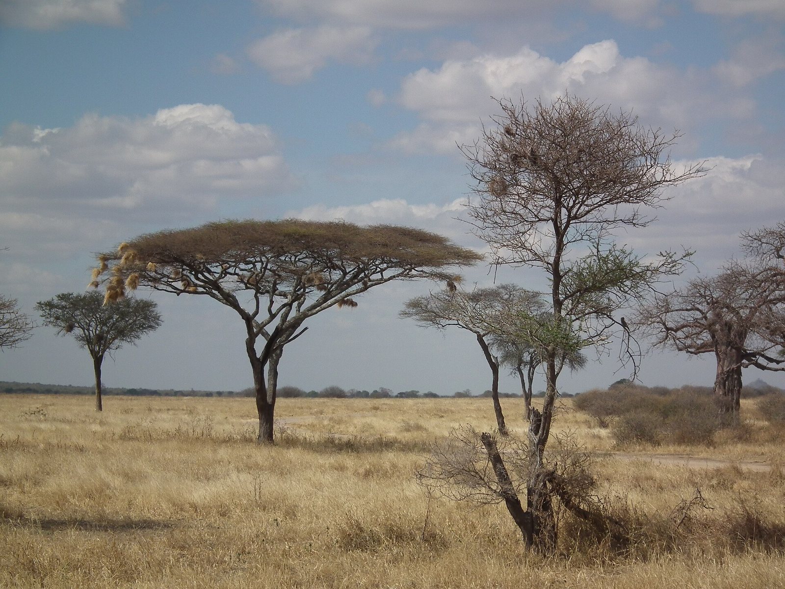 Acacia trees in the Sahel landscape