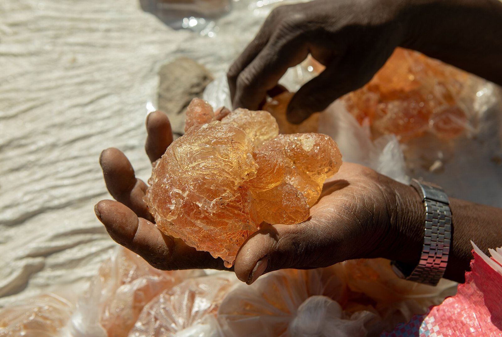 Hands holding up a large amber tear of Sudanese gum arabic for inspection